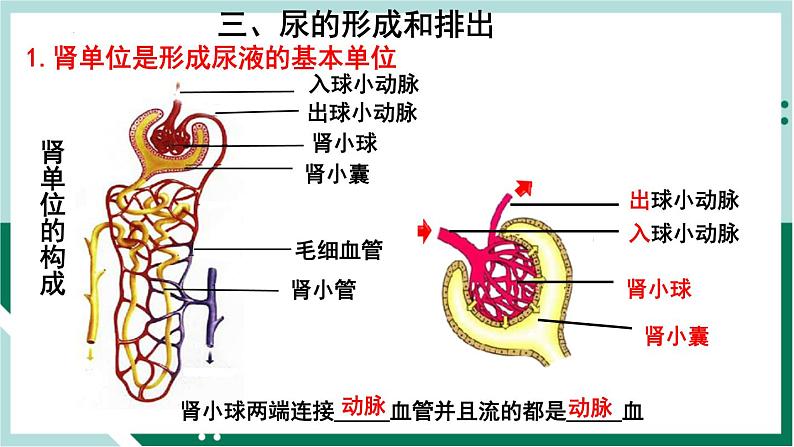 4.5 人体内废物的排出(精编课件+练习)精编七年级生物下册同步备课系列(人教版)05