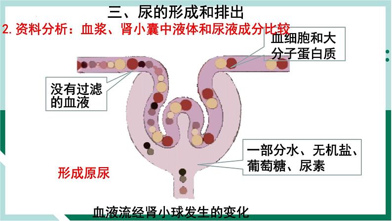4.5 人体内废物的排出(精编课件+练习)精编七年级生物下册同步备课系列(人教版)08