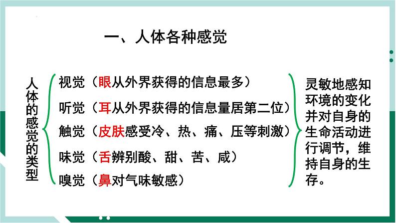 4.6.1 人体对外界环境的感知(精编课件+练习)精编七年级生物下册同步备课系列(人教版)03