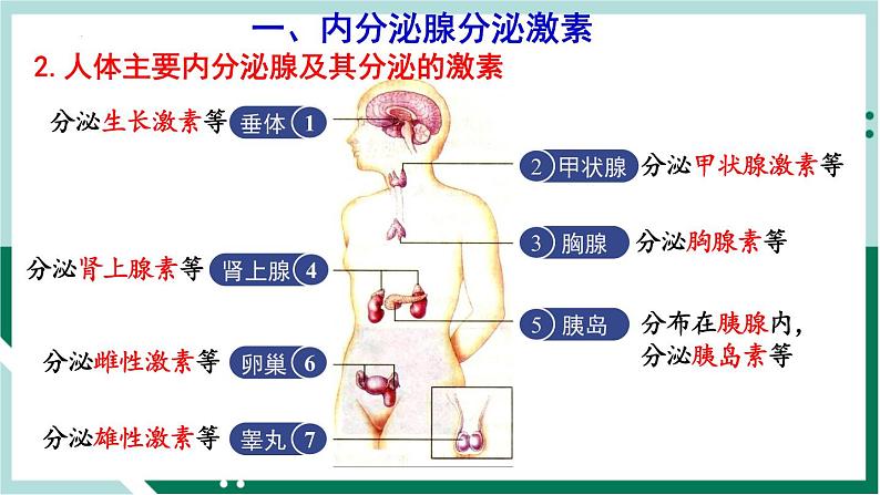 4.6.4 激素调节(备课件)精编七年级生物下册同步备课系列(人教版)第3页