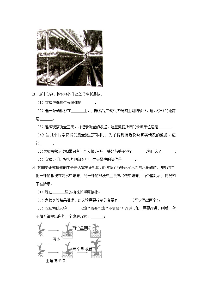 2023年春鲁科版(五四制)六年级下册生物 2.2植株的生长 同步卷203
