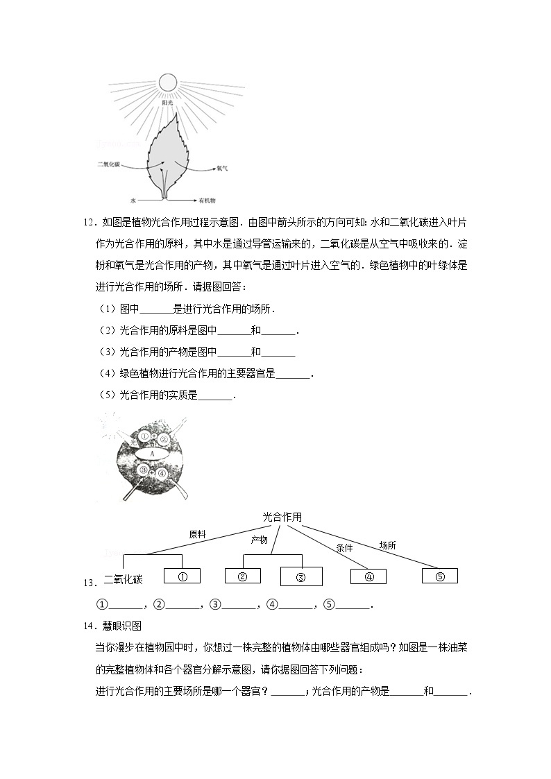 2023年春鲁科版（五四制）六年级下册生物 4.绿色植物是生物圈中有机物的制造者 同步卷103