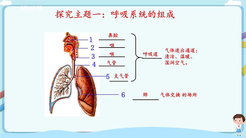济南版生物七年级下册 3.2.1 人体与外界的气体交换 课件+学案(含答案)+练习(含解析)04