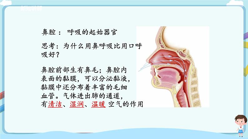 济南版生物七年级下册 3.2.1 人体与外界的气体交换 课件+学案(含答案)+练习(含解析)05