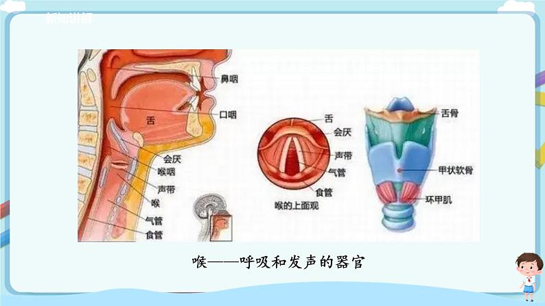 济南版生物七年级下册 3.2.1 人体与外界的气体交换 课件+学案(含答案)+练习(含解析)07