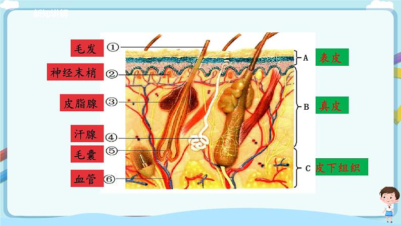 济南版生物七年级下册 3.4.2 汗液的形成与排出 课件+学案(含答案)+练习(含解析)08