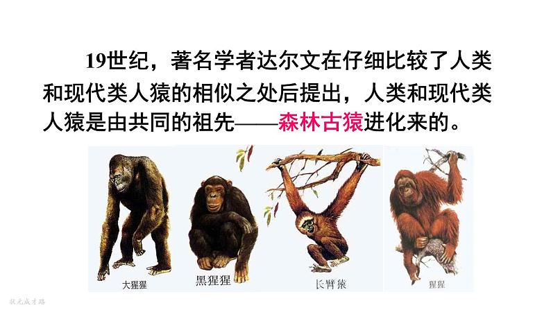 人教版七年级生物下册--4.1.1人类的起源和发展(课件)第5页