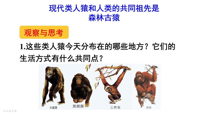 人教版七年级生物下册--4.1.1人类的起源和发展(课件)第6页