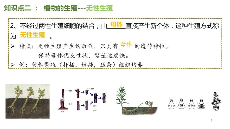 专题27 生物的生殖和发育八年级下册一轮复习课件精讲与习题精练05