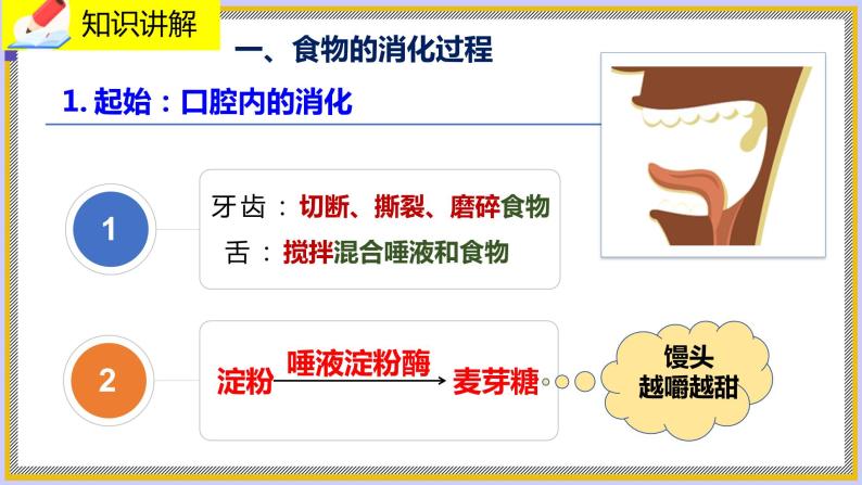 8.2.2《食物的消化和营养物质的吸收》课件PPT+教案+同步练习04