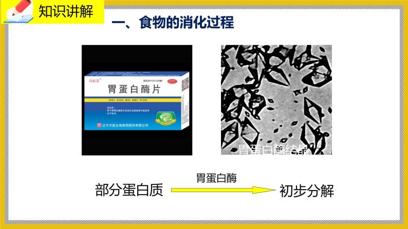 8.2.2《食物的消化和营养物质的吸收》课件PPT+教案+同步练习06