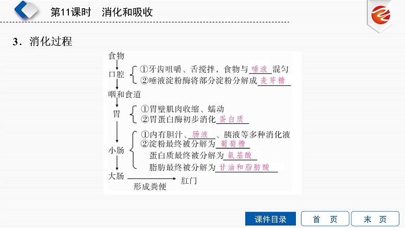 初中生物中考复习 第11单元 消化和吸收课件PPT第5页