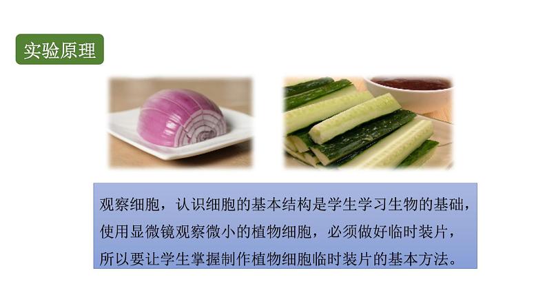 初中生物中考复习 初中生物实验突破(通用版):制作并观察植物细胞临时装片课件03