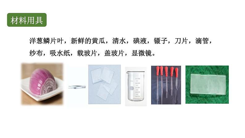 初中生物中考复习 初中生物实验突破(通用版):制作并观察植物细胞临时装片课件04