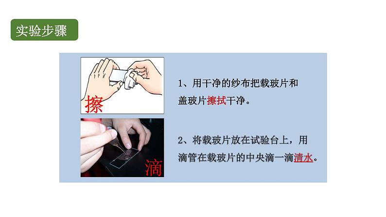 初中生物中考复习 初中生物实验突破(通用版):制作并观察植物细胞临时装片课件05