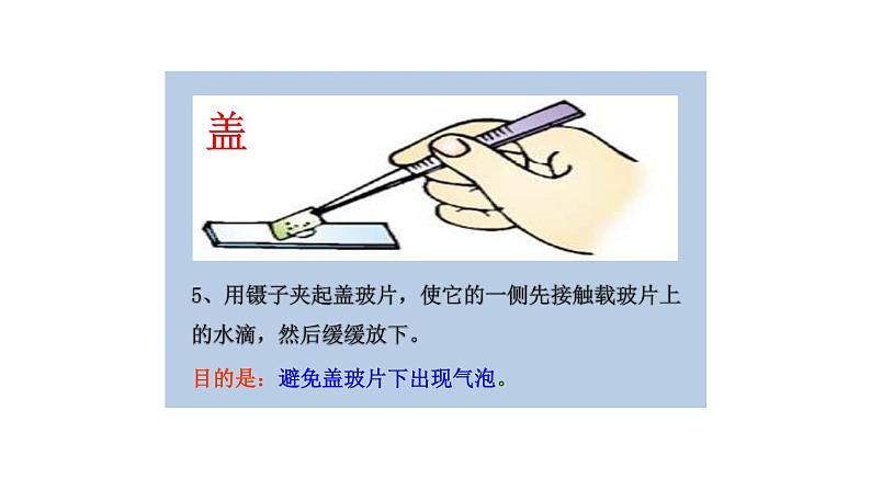 初中生物中考复习 初中生物实验突破(通用版):制作并观察植物细胞临时装片课件07