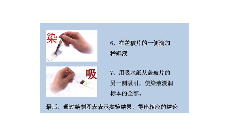 初中生物中考复习 初中生物实验突破(通用版):制作并观察植物细胞临时装片课件08