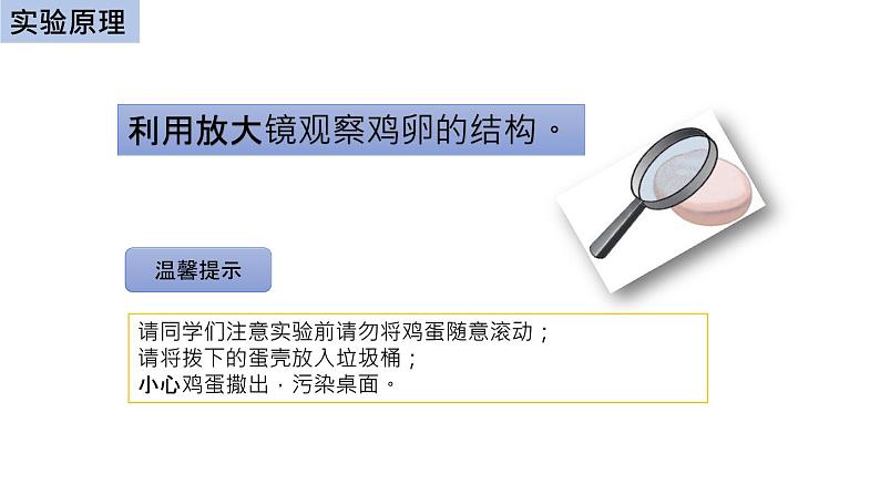 初中生物中考复习 初中生物实验突破(通用版):观察鸡卵的结构课件第3页
