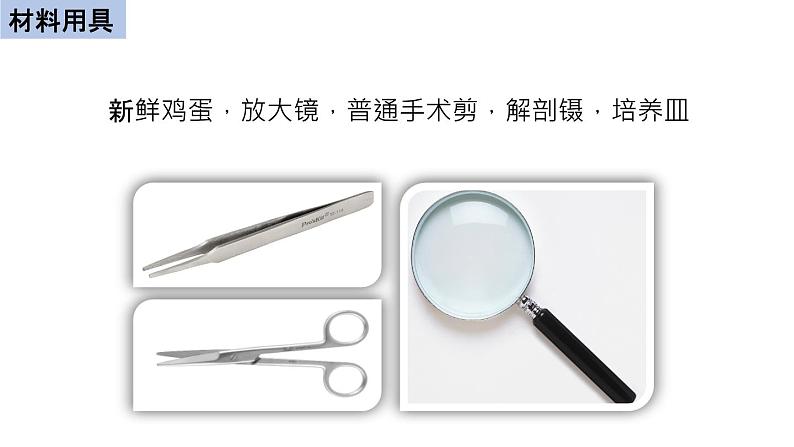 初中生物中考复习 初中生物实验突破(通用版):观察鸡卵的结构课件第4页