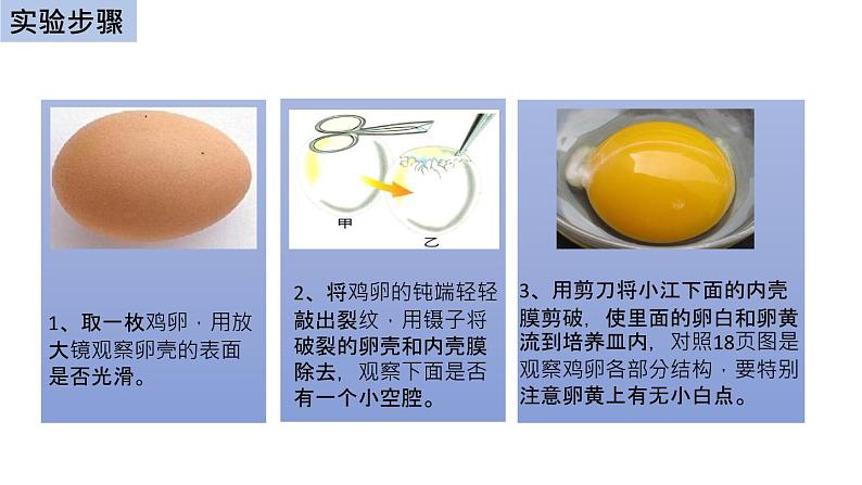 初中生物中考复习 初中生物实验突破(通用版):观察鸡卵的结构课件第5页