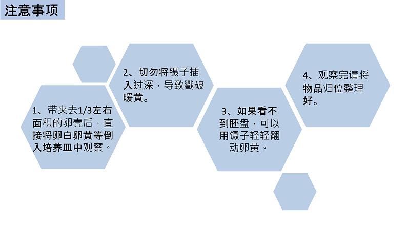 初中生物中考复习 初中生物实验突破(通用版):观察鸡卵的结构课件第6页