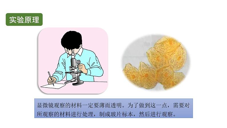 初中生物中考复习 初中生物实验突破(通用版):观察人的口腔上皮细胞课件第3页