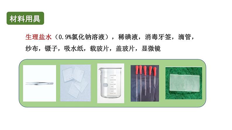 初中生物中考复习 初中生物实验突破(通用版):观察人的口腔上皮细胞课件第4页