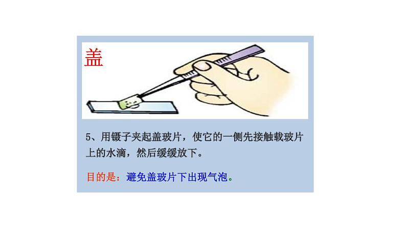 初中生物中考复习 初中生物实验突破(通用版):观察人的口腔上皮细胞课件第7页