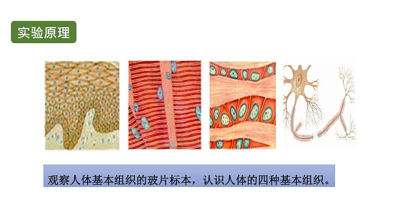 初中生物中考复习 初中生物实验突破(通用版):观察人体的基本组织课件第3页