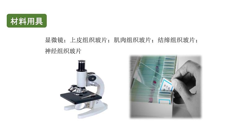 初中生物中考复习 初中生物实验突破(通用版):观察人体的基本组织课件第4页