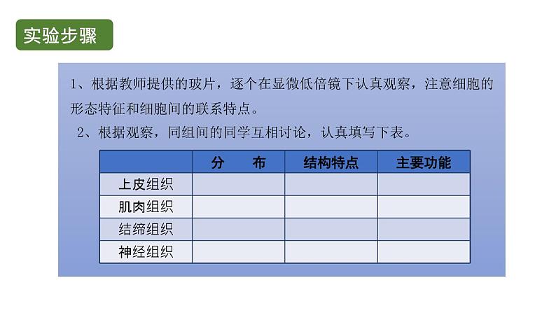 初中生物中考复习 初中生物实验突破(通用版):观察人体的基本组织课件第5页