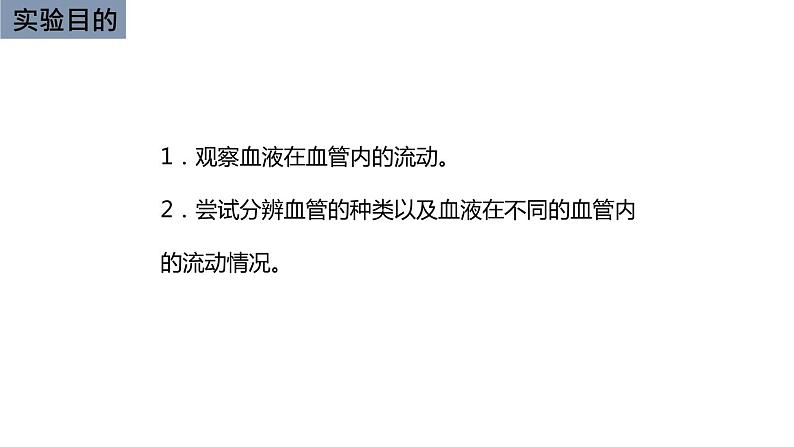 初中生物中考复习 初中生物实验突破(通用版):观察小鱼尾鳍内血液的流动课件第2页