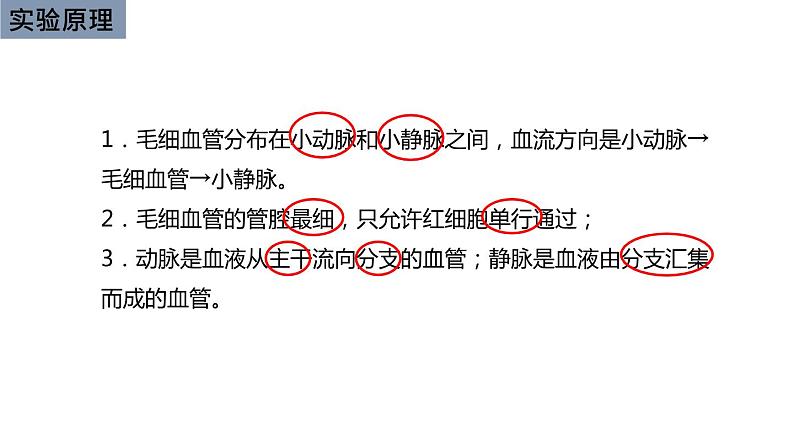 初中生物中考复习 初中生物实验突破(通用版):观察小鱼尾鳍内血液的流动课件第3页