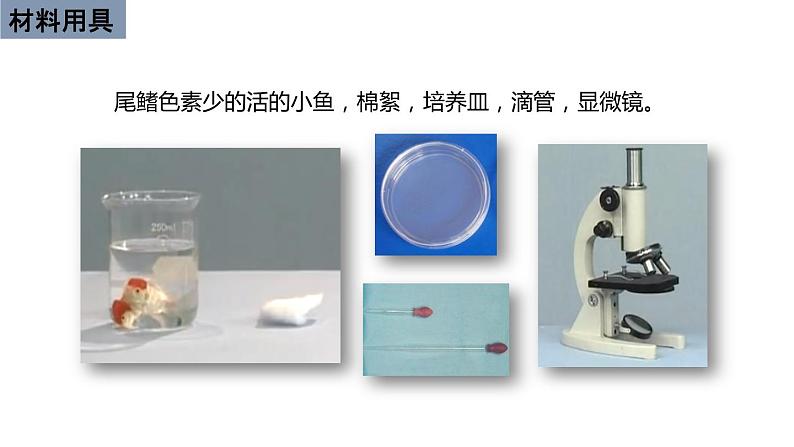 初中生物中考复习 初中生物实验突破(通用版):观察小鱼尾鳍内血液的流动课件第4页
