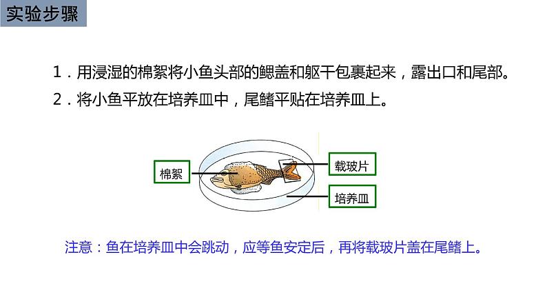 初中生物中考复习 初中生物实验突破(通用版):观察小鱼尾鳍内血液的流动课件第5页