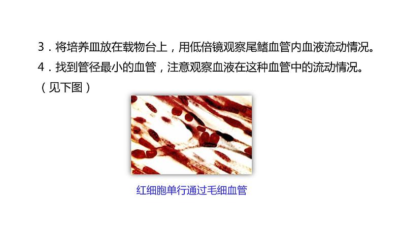 初中生物中考复习 初中生物实验突破(通用版):观察小鱼尾鳍内血液的流动课件第6页