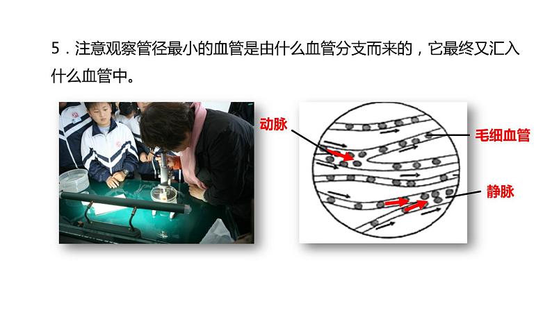 初中生物中考复习 初中生物实验突破(通用版):观察小鱼尾鳍内血液的流动课件第7页