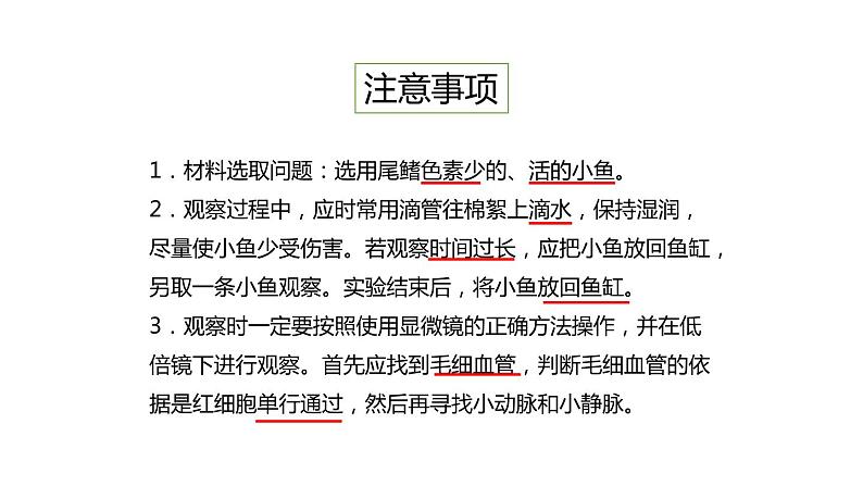 初中生物中考复习 初中生物实验突破(通用版):观察小鱼尾鳍内血液的流动课件第8页