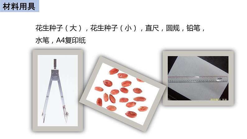 初中生物中考复习 初中生物实验突破(通用版):花生果实大小的变异探究实验课件第4页