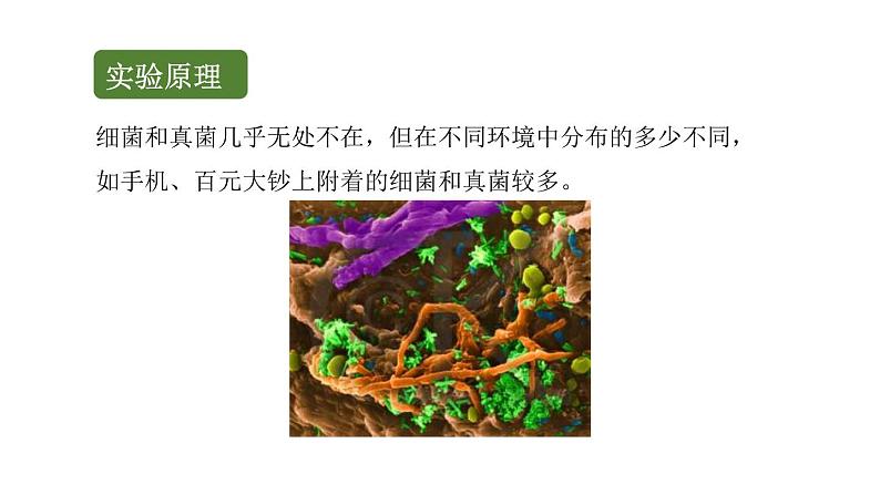 初中生物中考复习 初中生物实验突破(通用版):检测不同环境中的细菌和真菌课件03