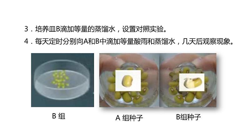 初中生物中考复习 初中生物实验突破(通用版):模拟酸雨对生物的影响的实验课件第7页