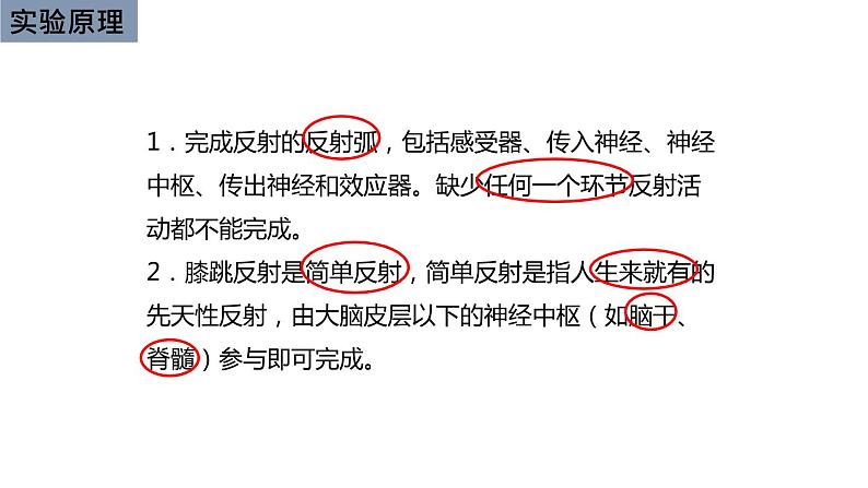 初中生物中考复习 初中生物实验突破(通用版):膝跳反射课件第3页