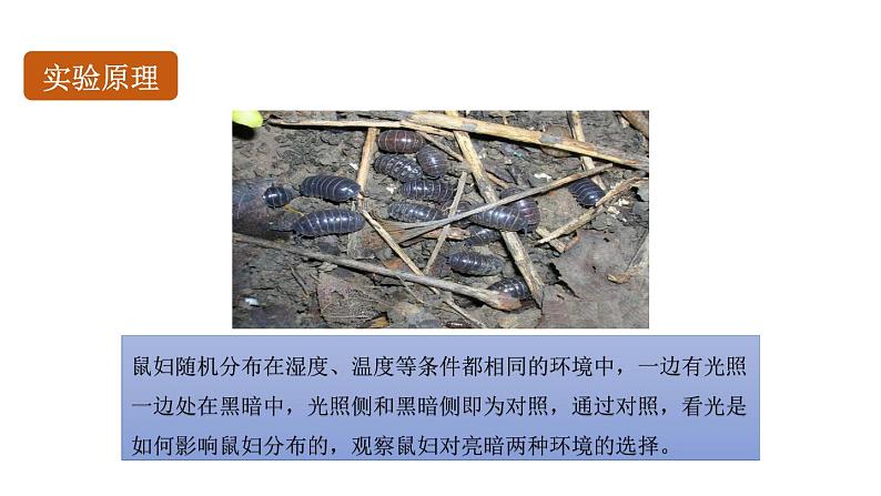 初中生物中考复习 初中生物实验突破(通用版):非生物因素对某种动物的影响课件第3页