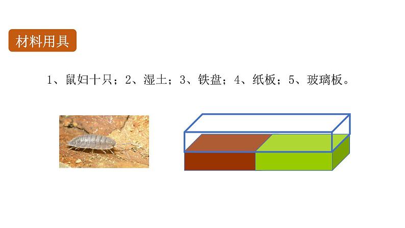 初中生物中考复习 初中生物实验突破(通用版):非生物因素对某种动物的影响课件第4页