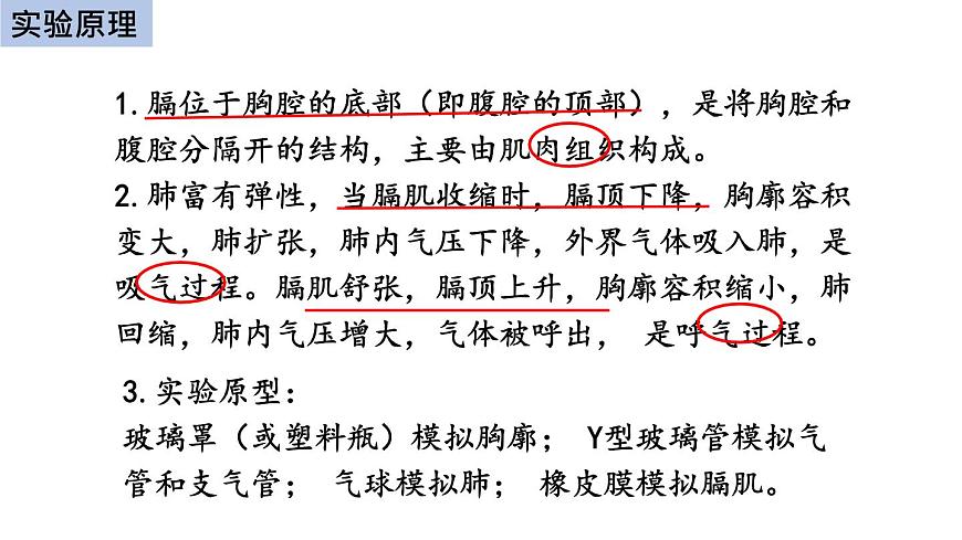 初中生物中考復習 初中生物實驗突破(通用版):膈肌運動的模擬實驗課件第3頁