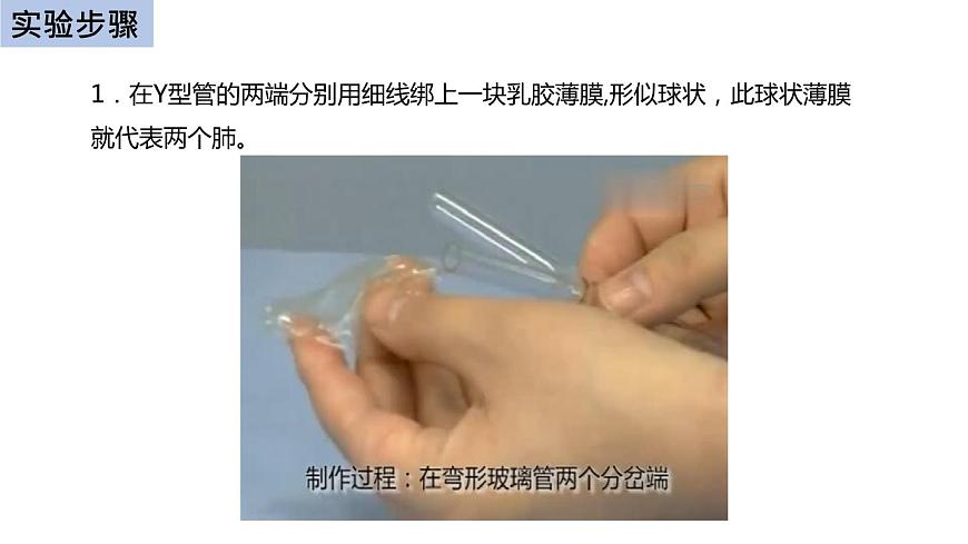 初中生物中考復習 初中生物實驗突破(通用版):膈肌運動的模擬實驗課件第5頁