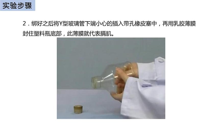 初中生物中考復習 初中生物實驗突破(通用版):膈肌運動的模擬實驗課件第6頁