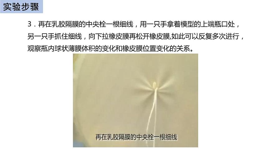 初中生物中考復習 初中生物實驗突破(通用版):膈肌運動的模擬實驗課件第7頁