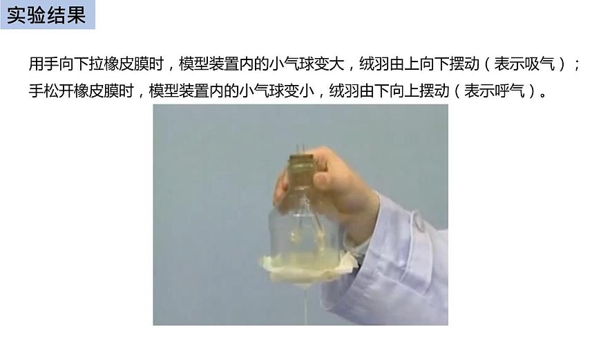 初中生物中考復習 初中生物實驗突破(通用版):膈肌運動的模擬實驗課件第8頁