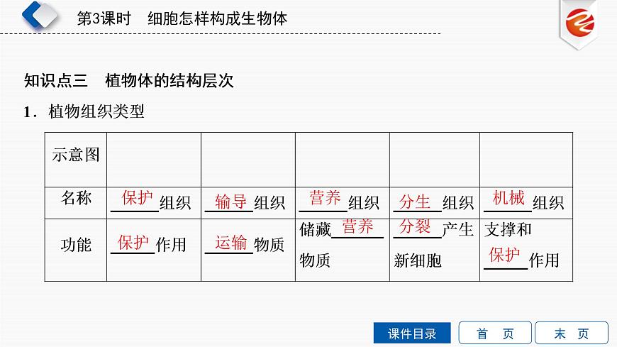 初中生物中考復(fù)習(xí) 第3單元 細胞怎樣構(gòu)成生物體課件PPT第8頁